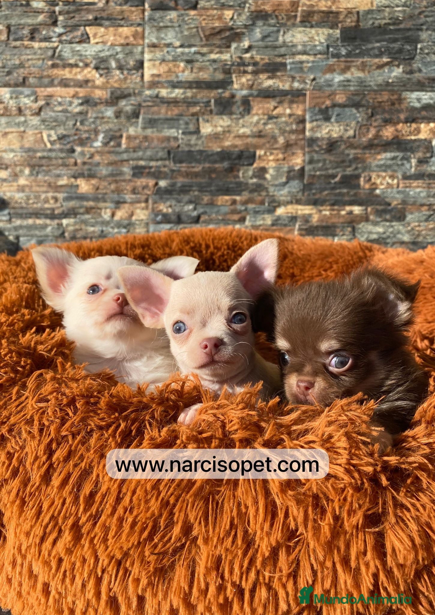 Chihuahua perros CAMADA DE CHIHUAHUA PELO LARGO - Anuncio 11