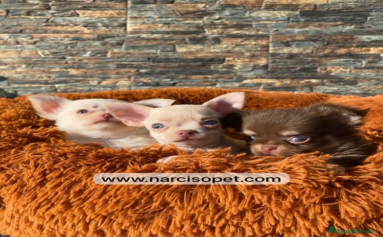 Chihuahua perros - Anuncio 18