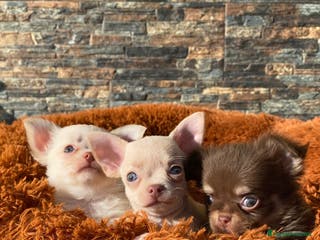 Chihuahua perros CAMADA DE CHIHUAHUA PELO LARGO - Anuncio 13