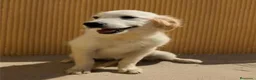 Golden Retriever perros en venta: Preciosa hembra de golden retriever - Anuncio 11