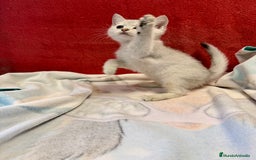 Británico de Pelo Corto gatos en venta: British Silver Shaded Negro - Imagen 8