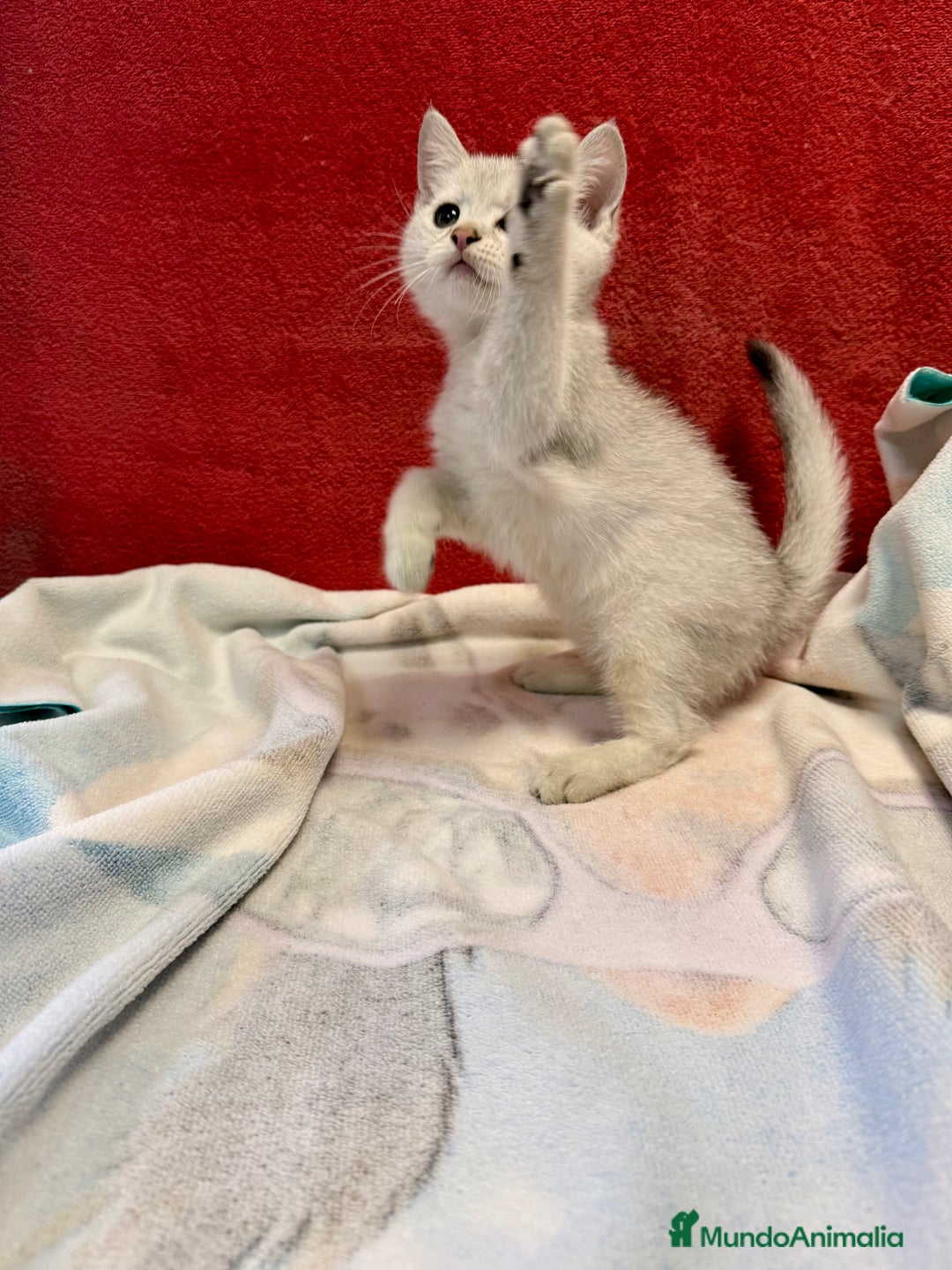 Británico de Pelo Corto gatos en venta: British Silver Shaded Negro - Imagen 8