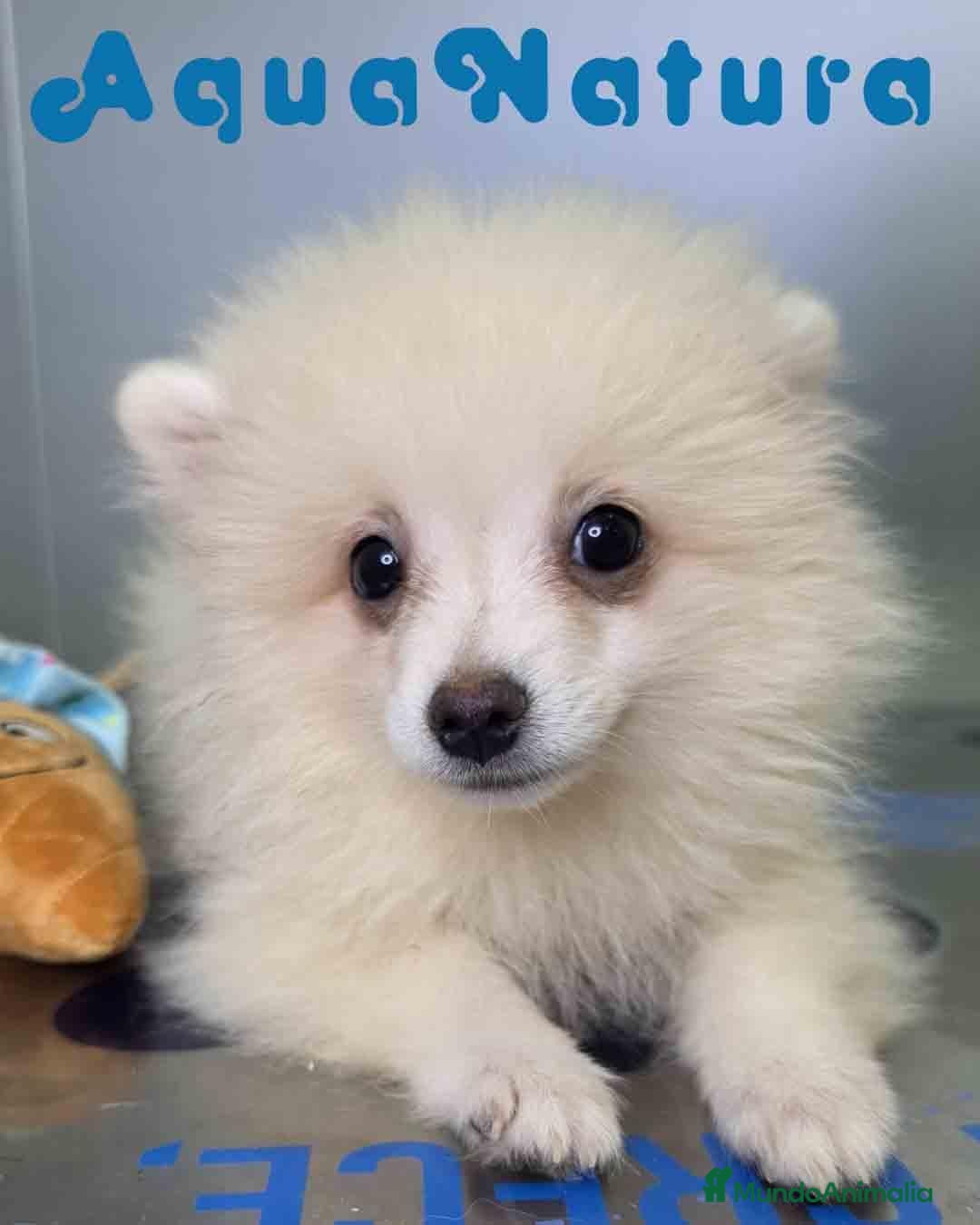 Pomerania perros en venta: Pomerania Macho de Grana y Pompom 8173 AQUANATURA - Anuncio 1