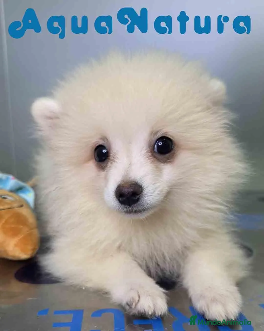 Pomerania perros en venta: Pomerania Macho de Grana y Pompom 8173 AQUANATURA - Anuncio 1