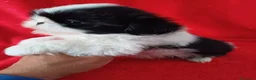 Shih Tzu perros en venta: Shitzhu  - Anuncio 3