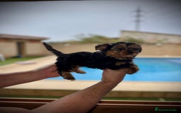 Yorkshire Terrier perros en venta: Yorkshire mini - Imagen 7