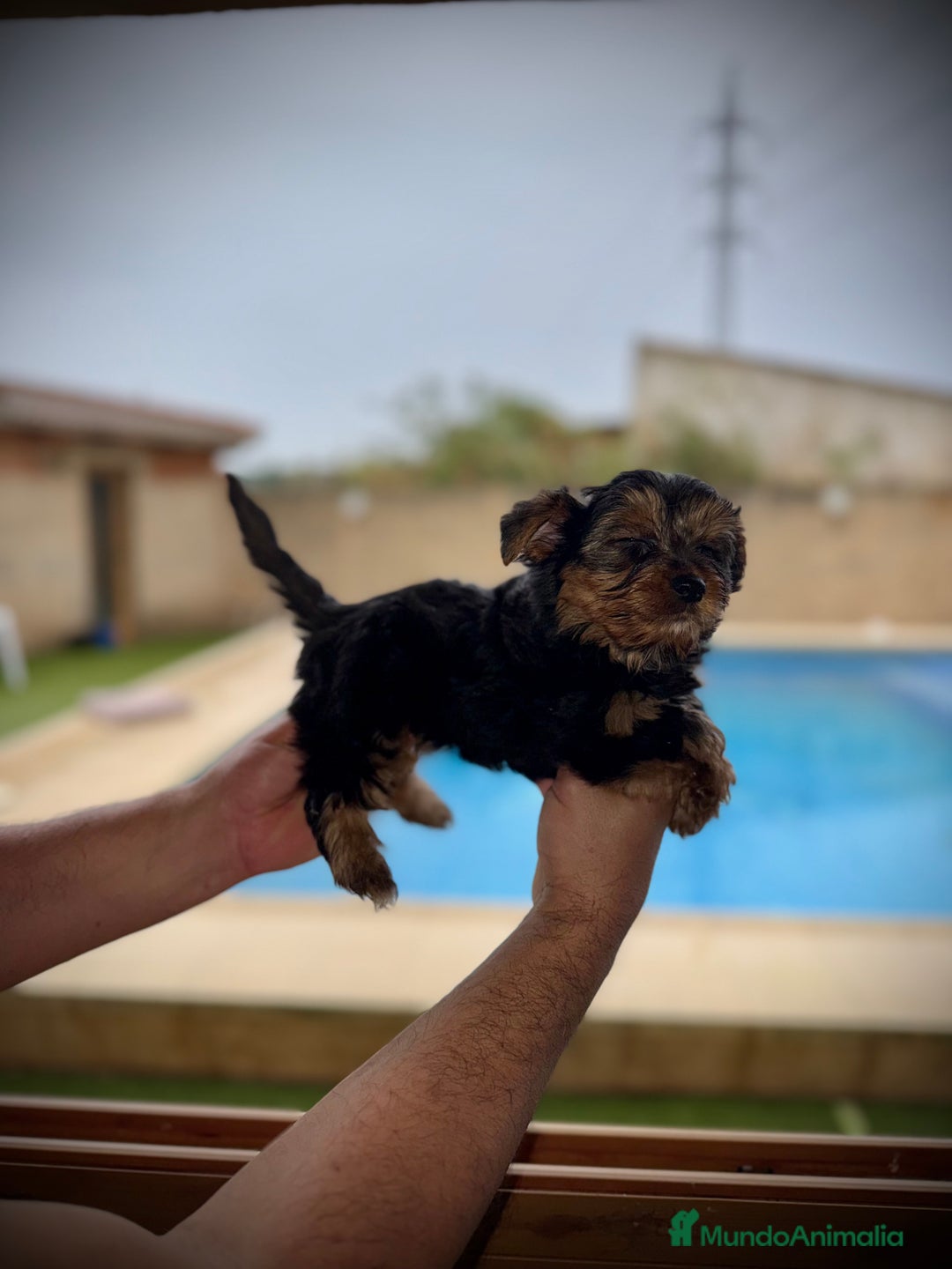 Yorkshire Terrier perros en venta: Yorkshire mini - Imagen 7