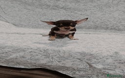 Chihuahua perros en venta: Hembra chihuahua chocolate  - Imagen 3