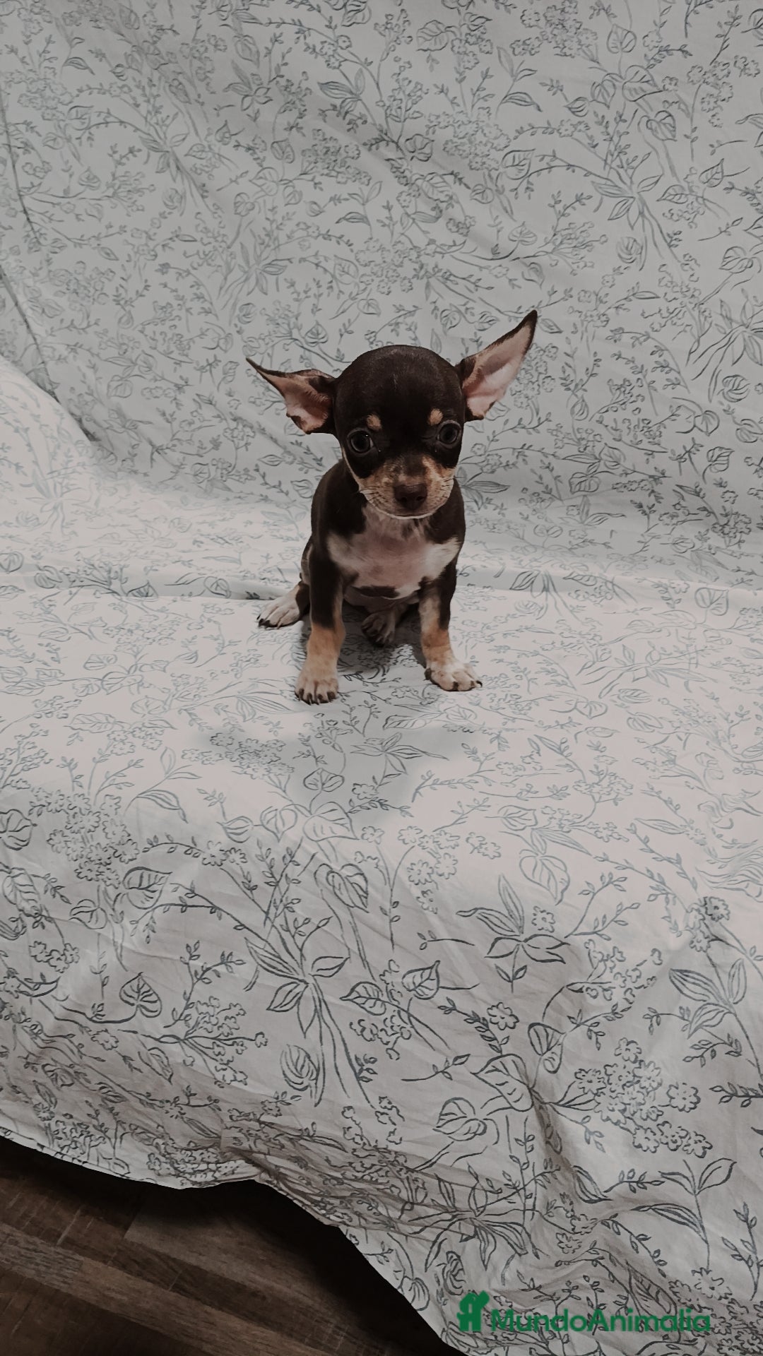Chihuahua perros en venta: Hembra chihuahua chocolate  - Imagen 3
