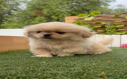 Pekinés perros en venta: PEKINES IMPERIAL - Imagen 1