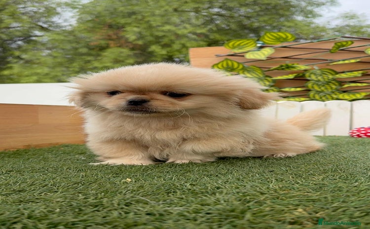 Pekinés perros - Anuncio 1