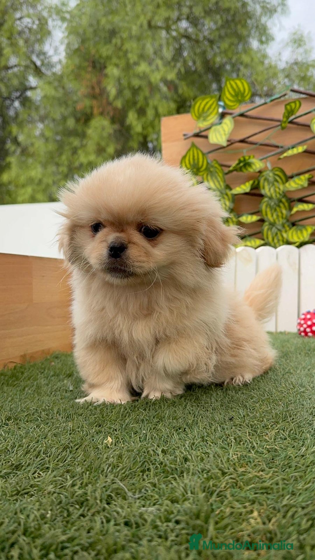 Pekinés perros en venta: PEKINES IMPERIAL - Imagen 1