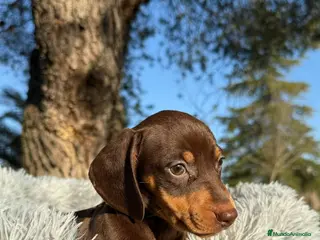 Teckel Miniatura perros TECKEL MINIATURA CHOCOLATE - Anuncio 6