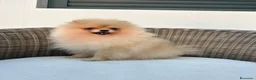 Pomerania perros en venta: Pomerania hembra toy - Anuncio 4