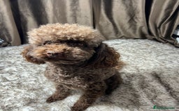 Caniche Enano perros en venta: Caniche enano - Imagen 6