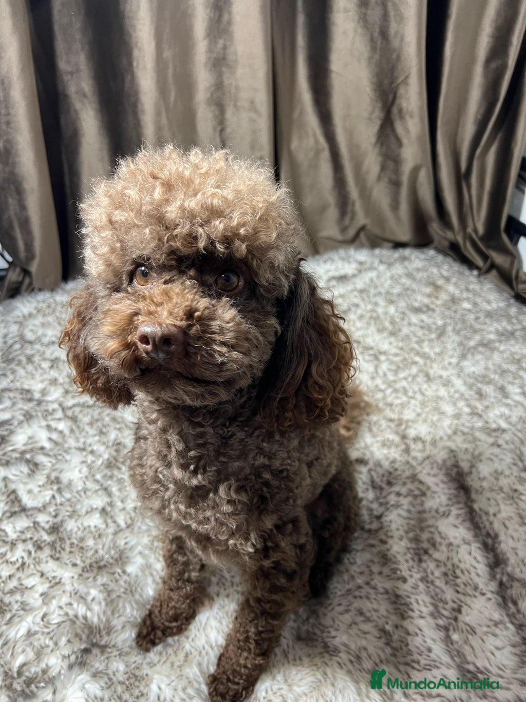 Caniche Enano perros en venta: Caniche enano - Imagen 6