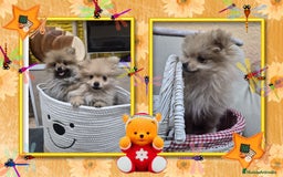 Pomerania perros en venta: Camada familiar de pomerania - Anuncio 1