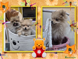 Pomerania perros Camada familiar de pomerania - Anuncio 1