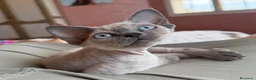 Devon Rex gatos en venta: Devon Rex  - Anuncio 4