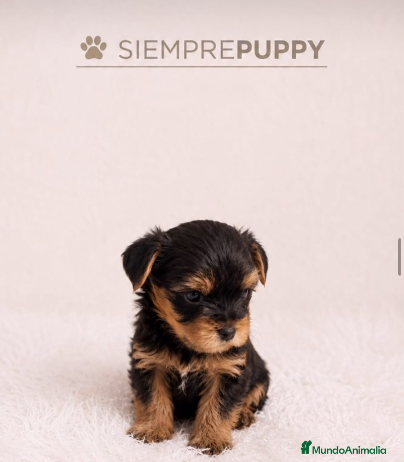 Yorkshire Terrier perros YORKSHIRE MINI TOY - Anuncio 4