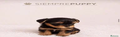 Yorkshire Terrier 2