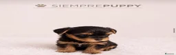 Yorkshire Terrier perros en venta: YORKSHIRE MINI TOY - Anuncio 1