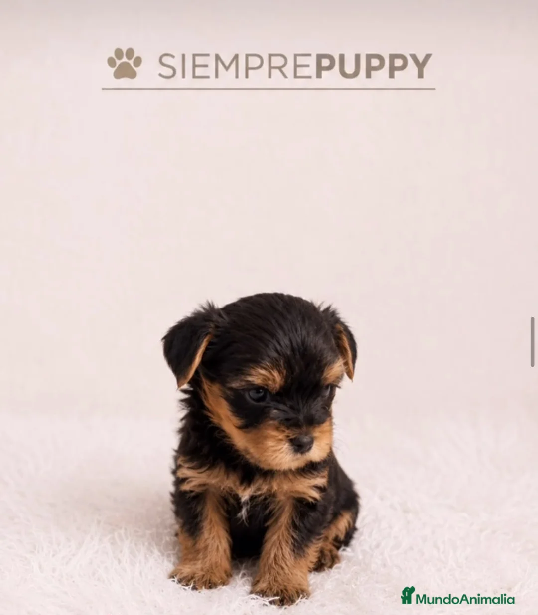 Yorkshire Terrier perros en venta: YORKSHIRE MINI TOY - Anuncio 1