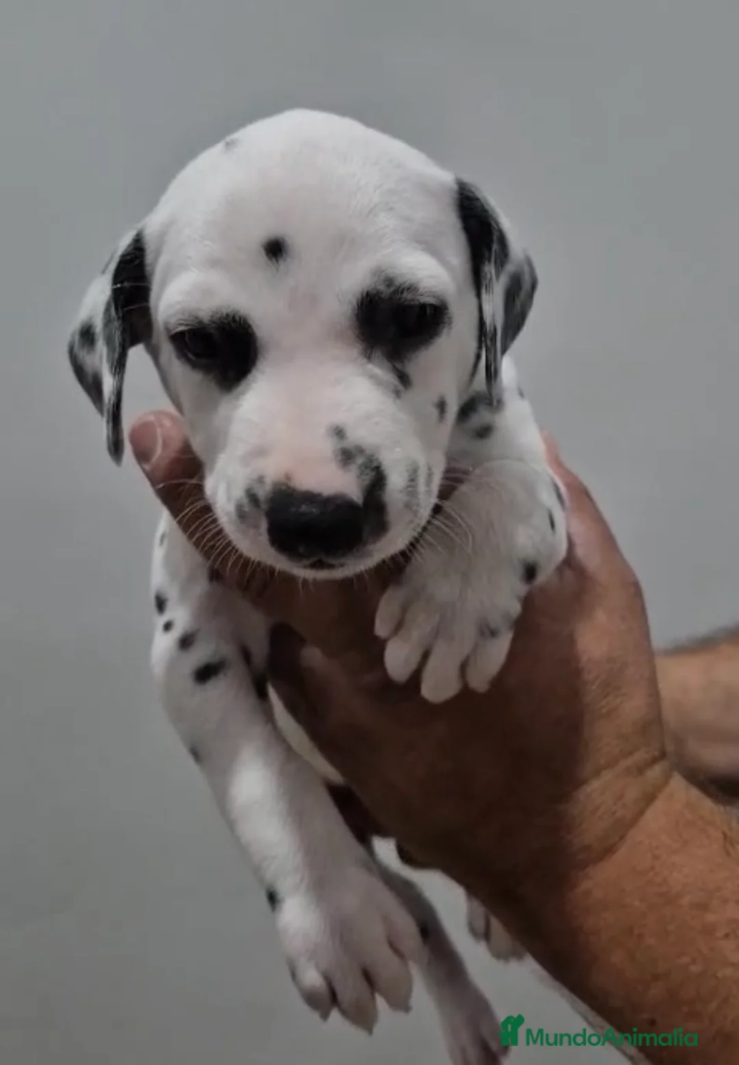 Dálmata perros en venta: Dálmatas disponibles 🐶🐾 - Anuncio 1