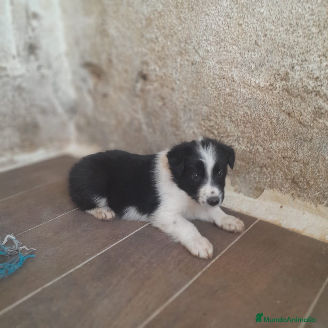 Border Collie perros en venta: BORDER COLLIE - Imagen 7