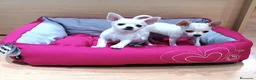 Chihuahua perros en venta: Chihuahuas en Barcelona - Anuncio 4