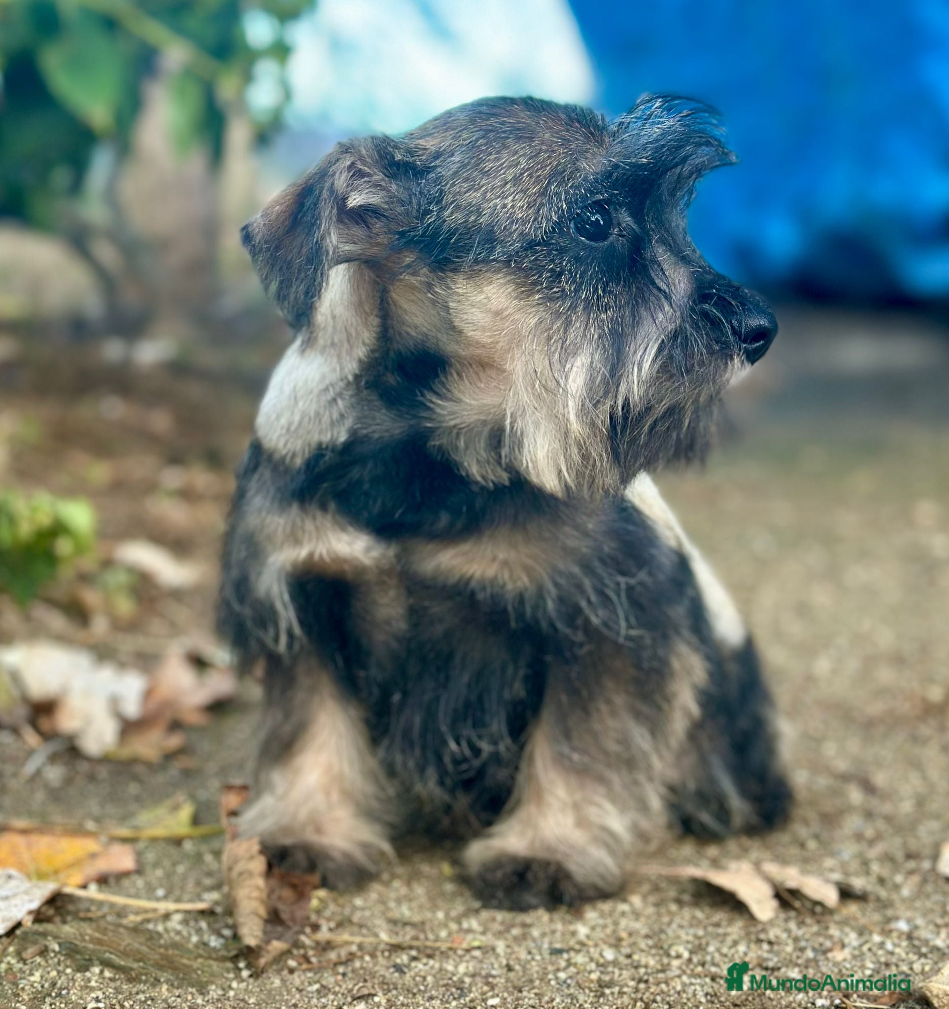 Schnauzer Miniatura perros Schnauzer Miniatura  - Anuncio 2
