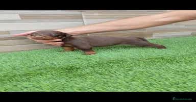 Dobermann perros - Anuncio 2