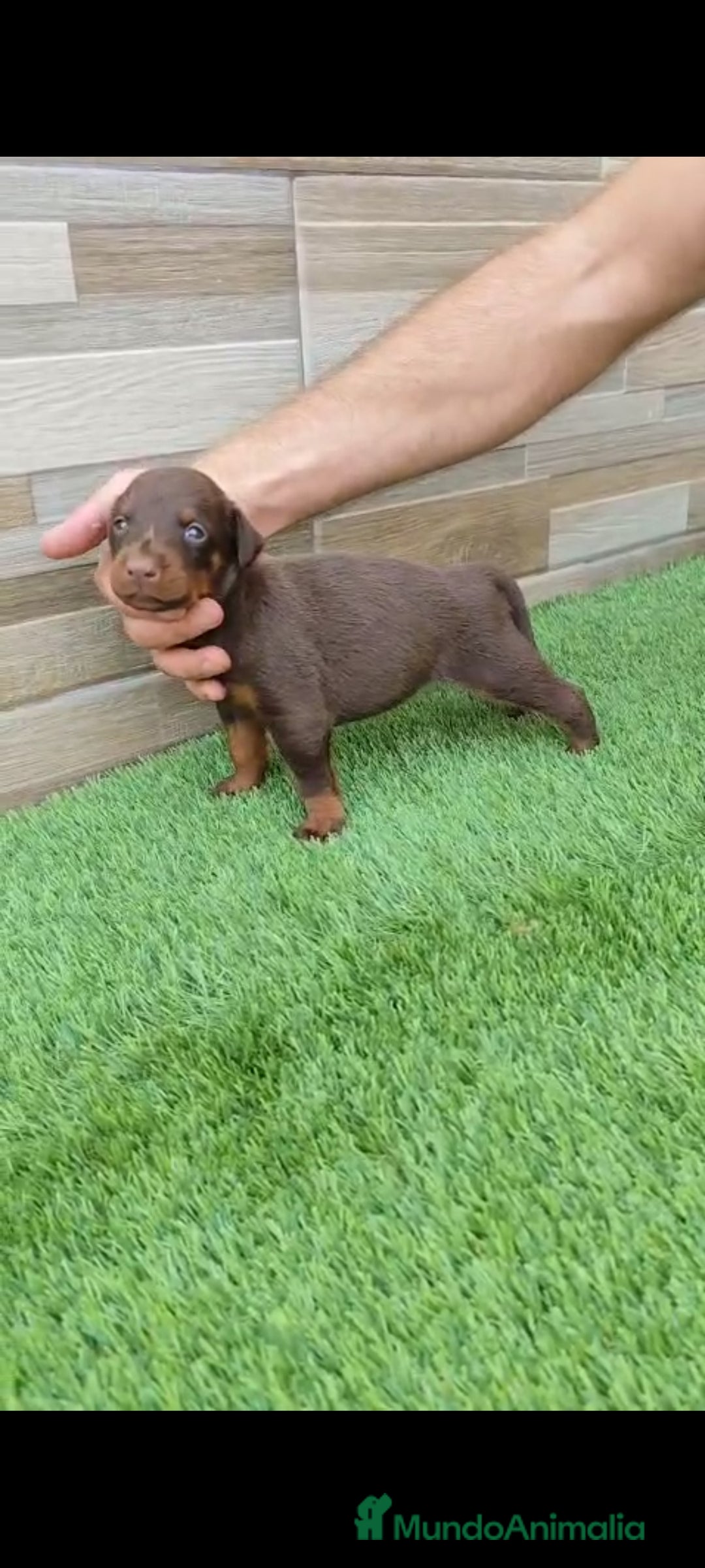 Dobermann perros en venta: Doberman  - Imagen 3