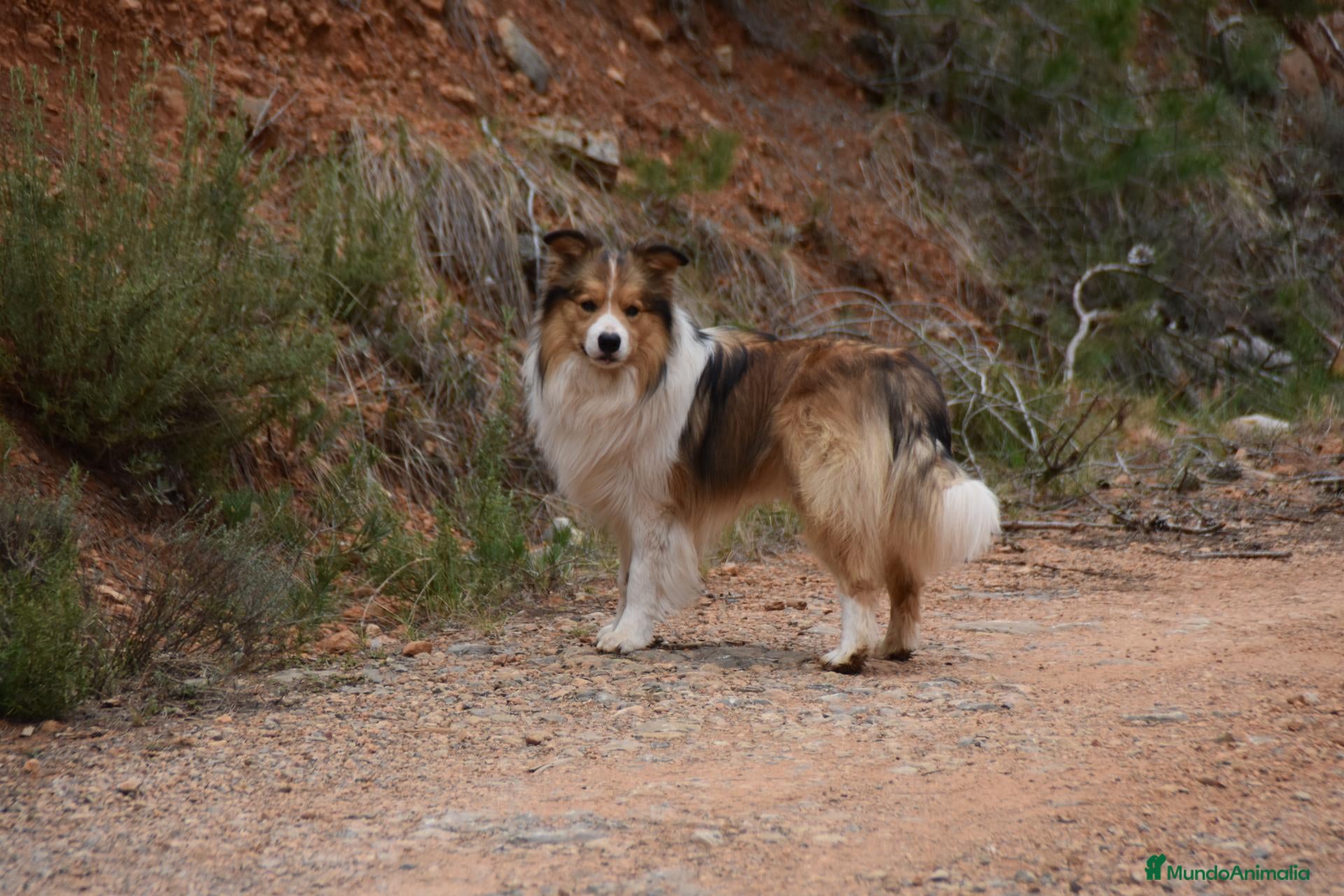 Border Collie perros HEMBRA DISPONIBLE - Anuncio 2