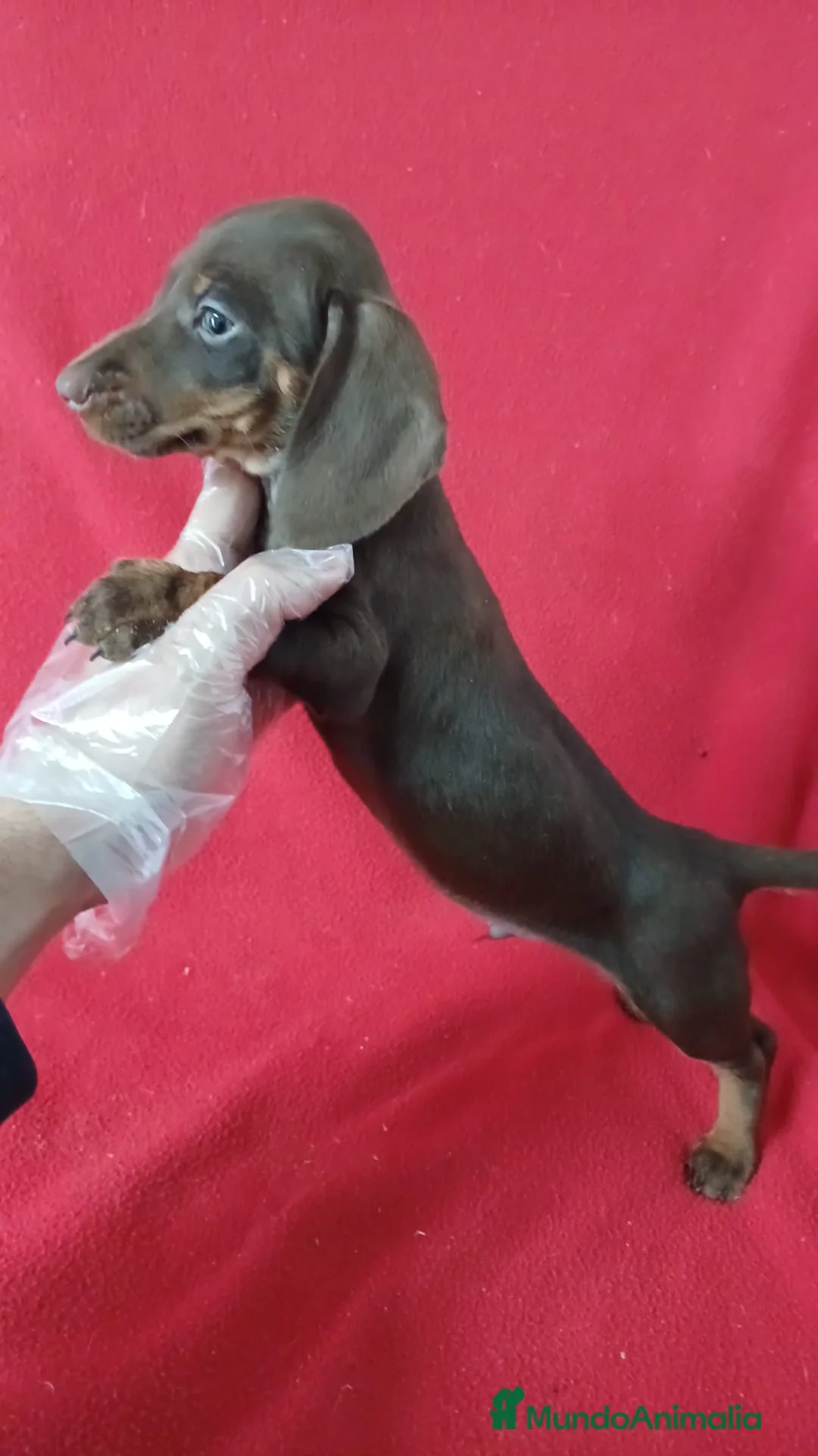 Teckel Miniatura perros en venta: Teckel Mini Chocolate  - Anuncio 2