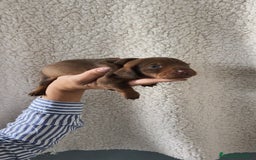 Teckel Miniatura perros en venta: Teckel chocolate kanichen Macho y Hembra  - Imagen 5