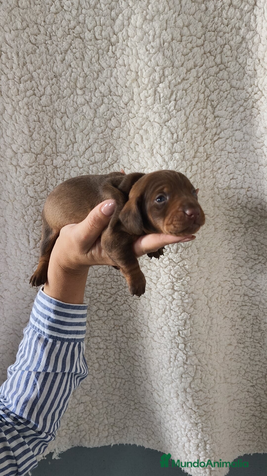 Teckel Miniatura perros en venta: Teckel chocolate kanichen Macho y Hembra  - Imagen 5