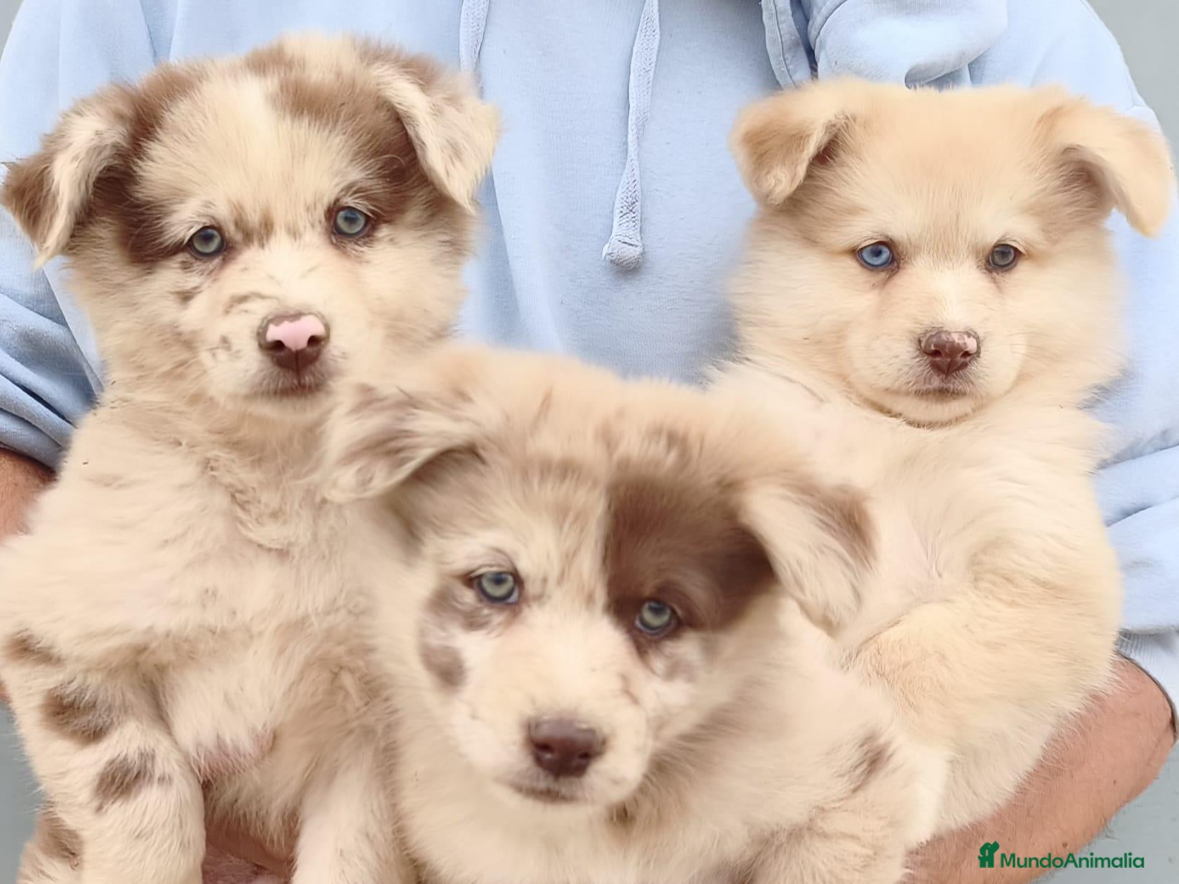 Raza Mixta perros en venta: BORDERPOM (BORDER COLLIE + POMERANIA) - Anuncio 1