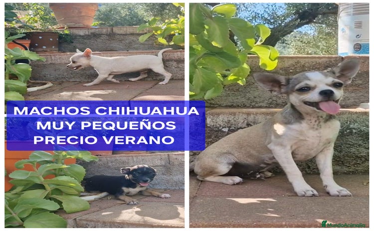Chihuahua perros - Propaganda 1