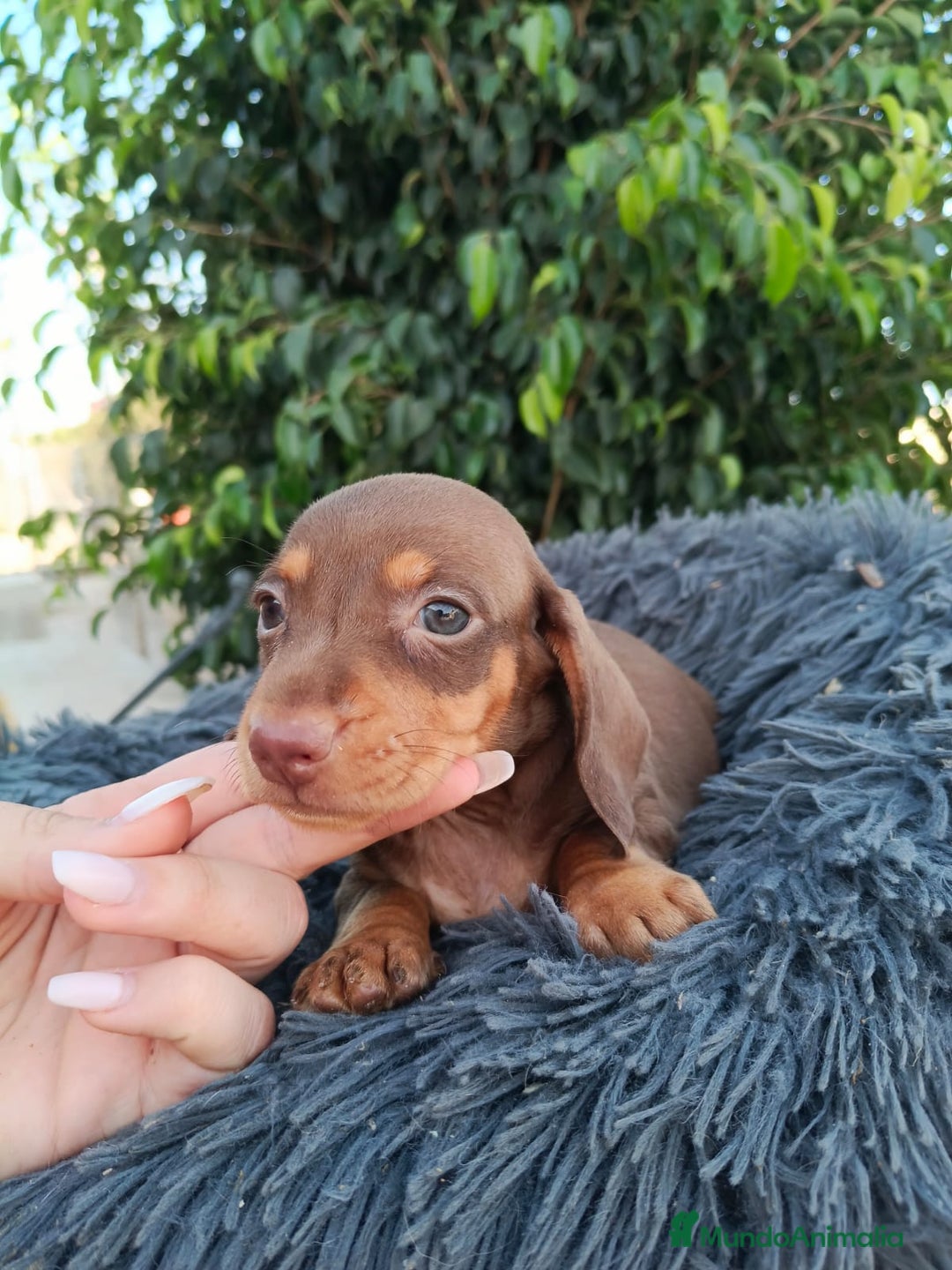 Teckel Miniatura perros en venta: Teckel arlequín chocokate  - Imagen 8
