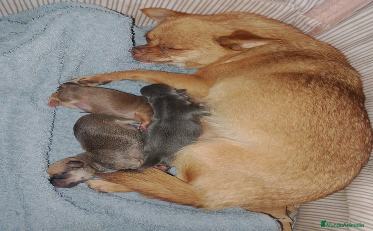 Chihuahua perros - Propaganda 2