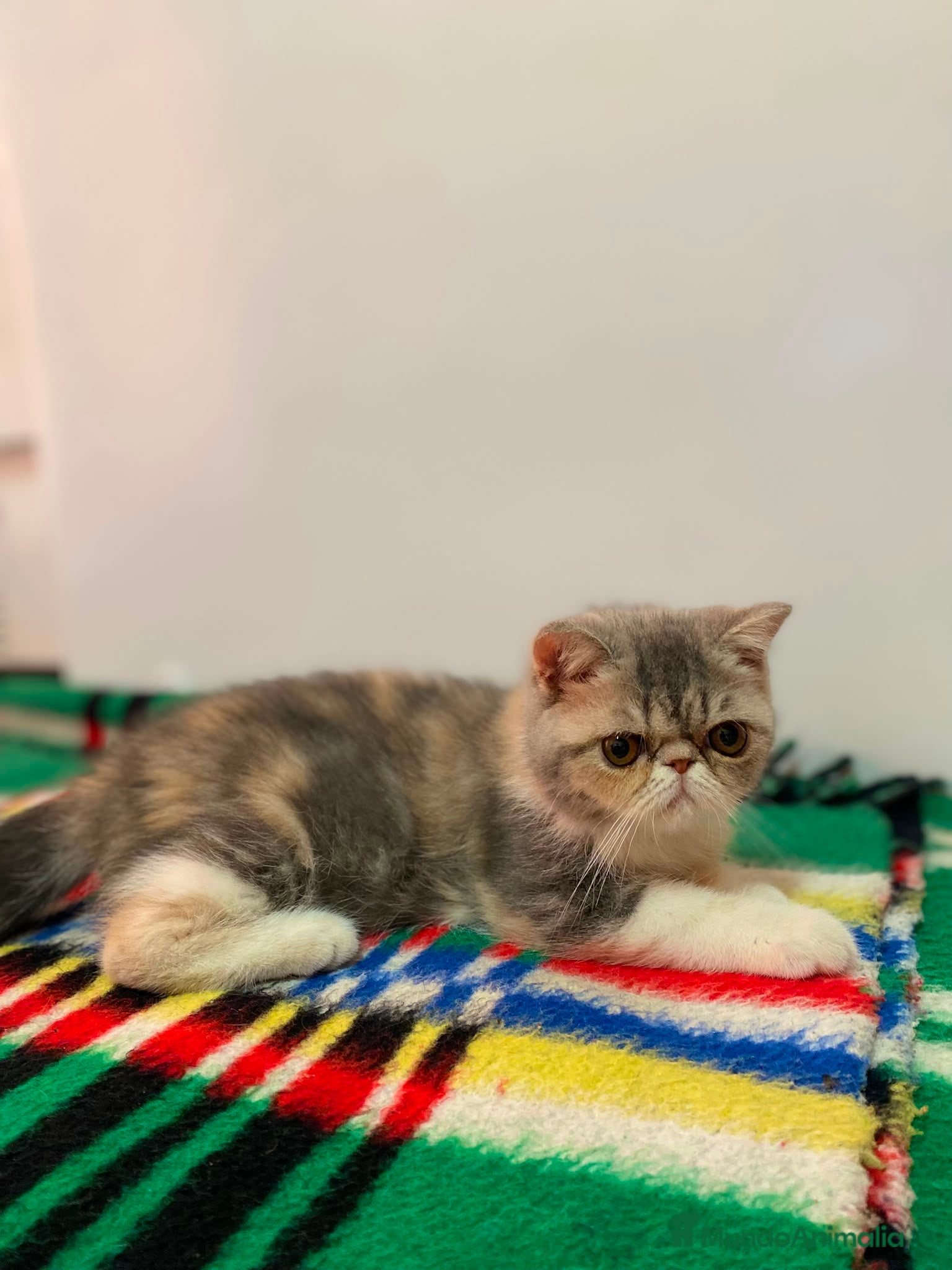 Exótico de Pelo Corto gatos GATITA EXOTICA - Anuncio 2