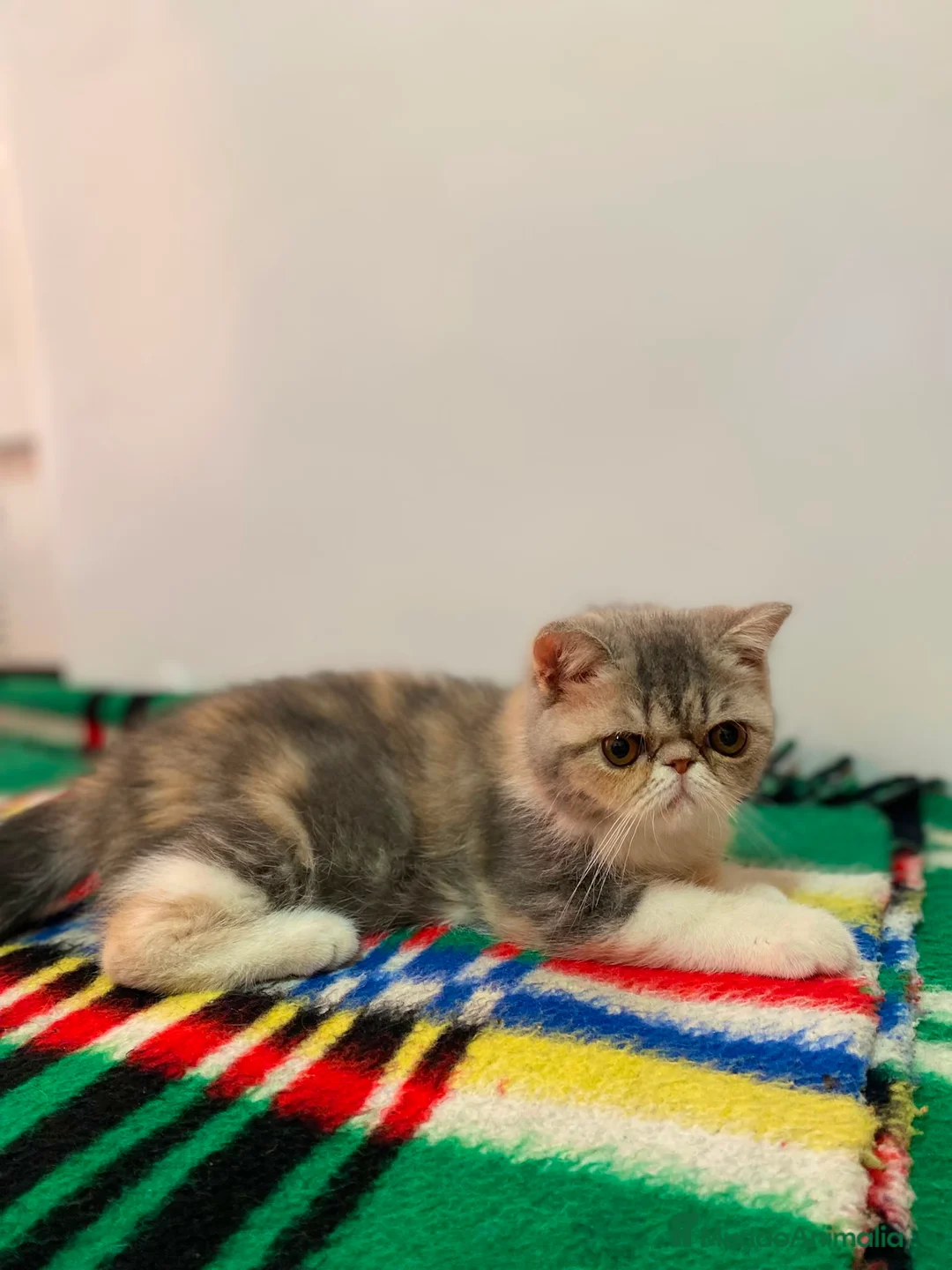Exótico de Pelo Corto gatos en venta: GATITA EXOTICA - Anuncio 1