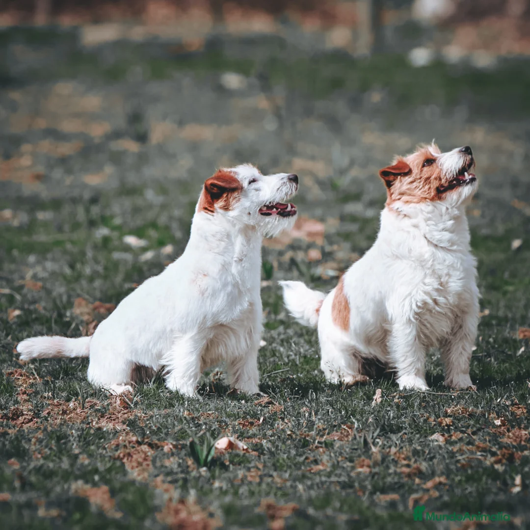 Imagen de galería {{count}}