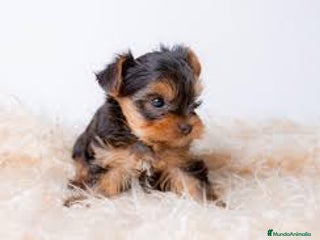 Yorkshire Terrier perros - Anuncio 4