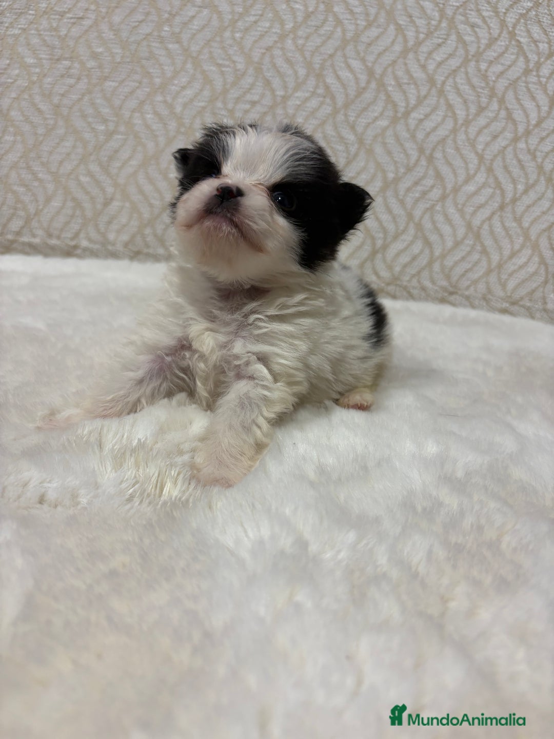 Pomerania perros en venta: Lulu Pomerania macho mini Toy color party - Anuncio 20