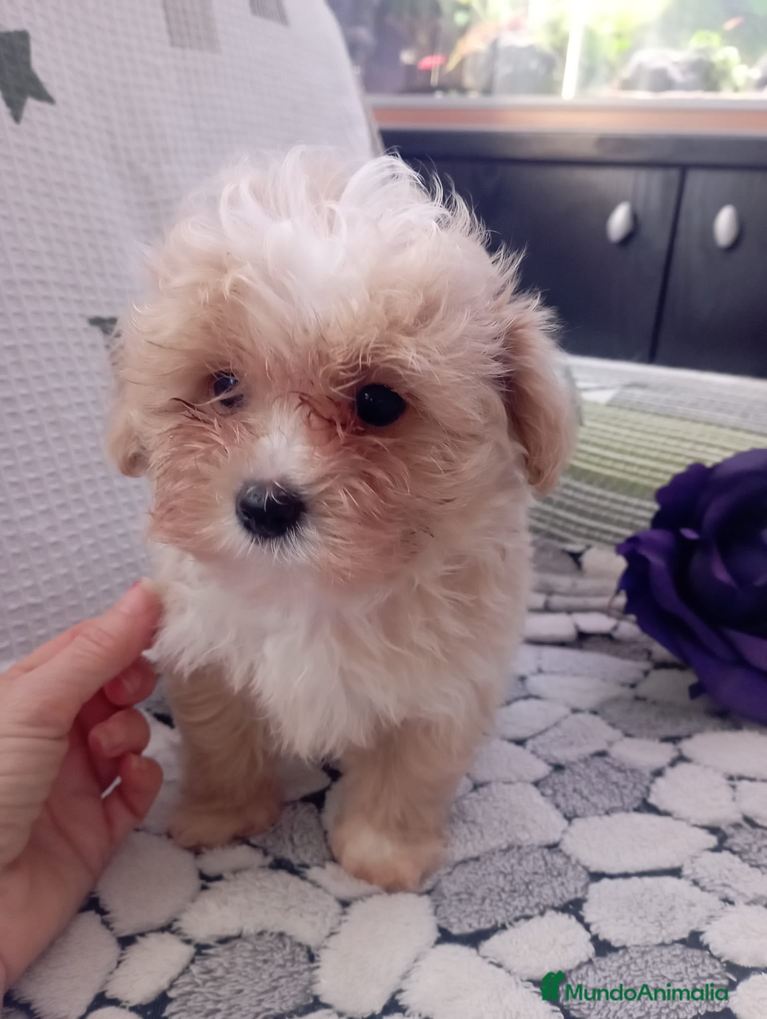 Maltipoo perros Maltipoo - Anuncio 1