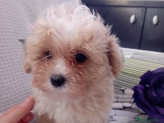 Maltipoo perros Maltipoo - Anuncio 3
