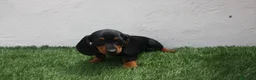 Teckel Miniatura perros en venta: Teckel miniatura  - Anuncio 14
