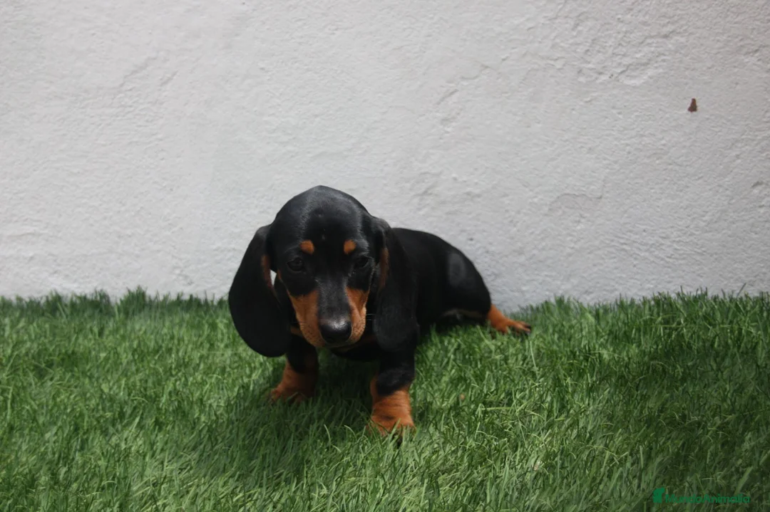 Teckel Miniatura perros en venta: Teckel miniatura  - Anuncio 14